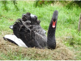 Black Swans